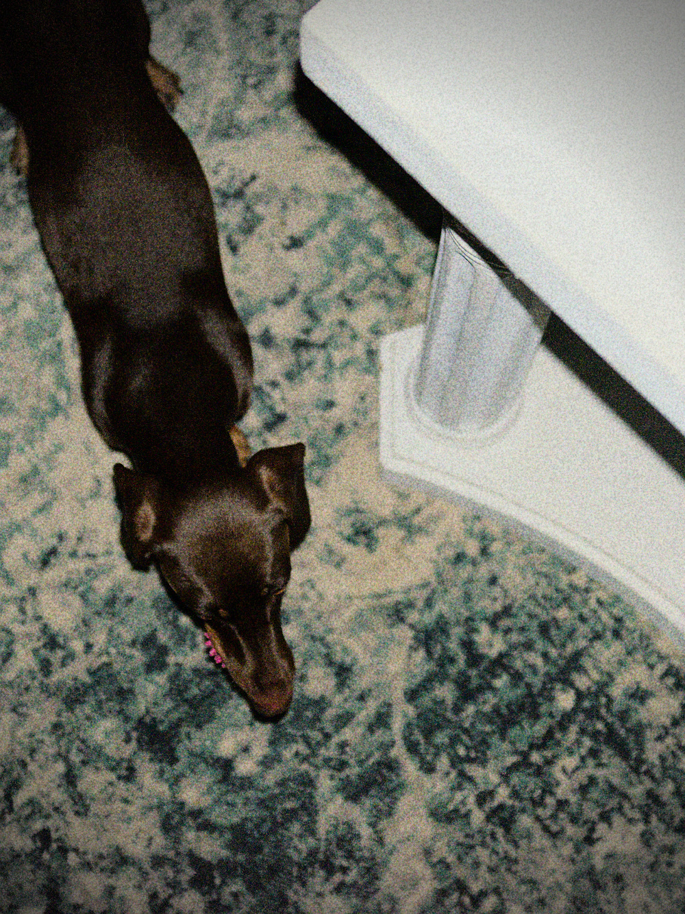 Top (dog) view