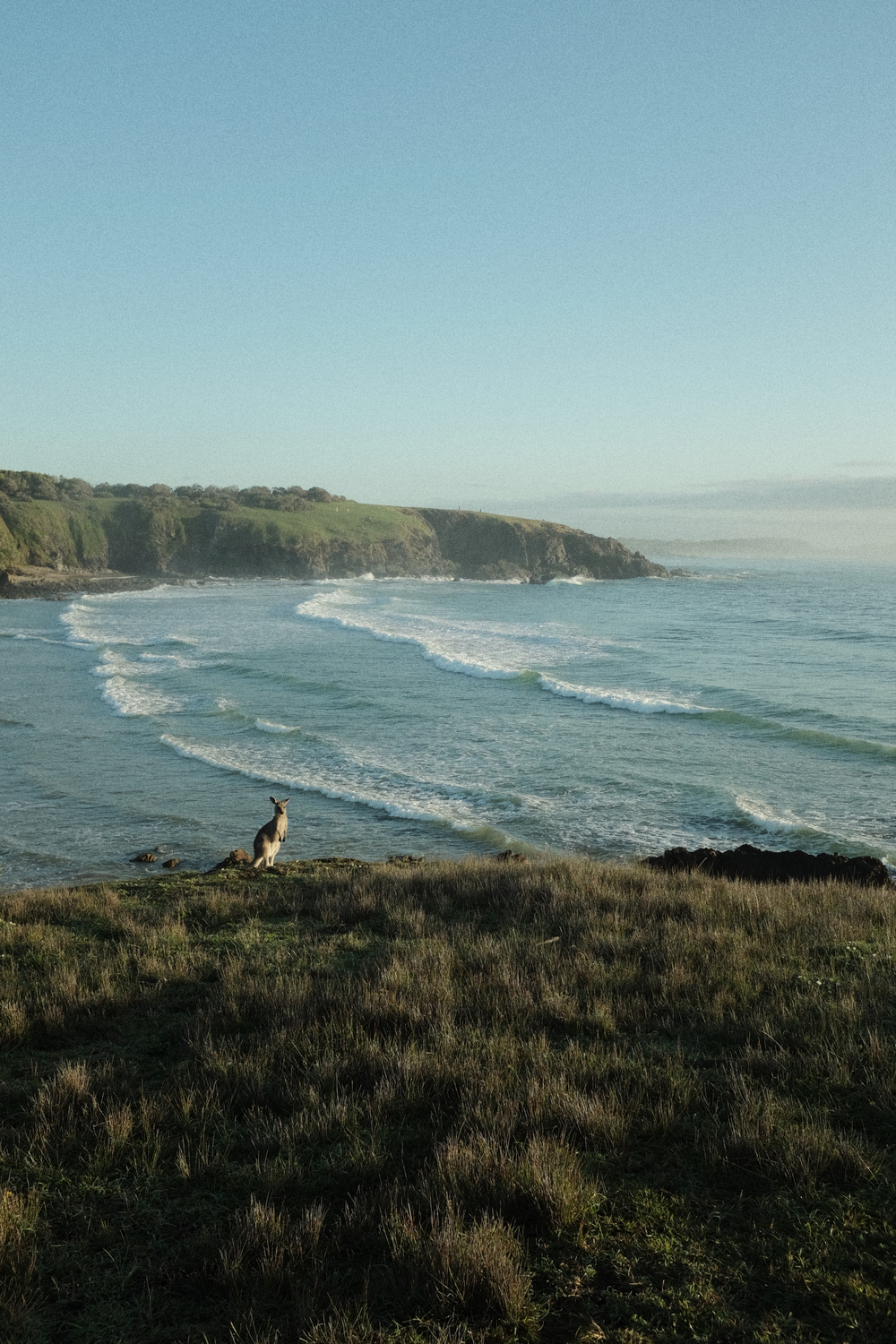 A kangaroo, Australia
