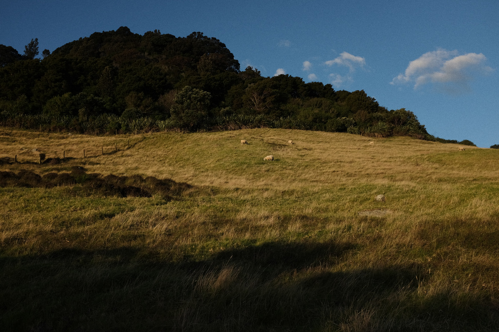 Sheep grazing, New Zealand