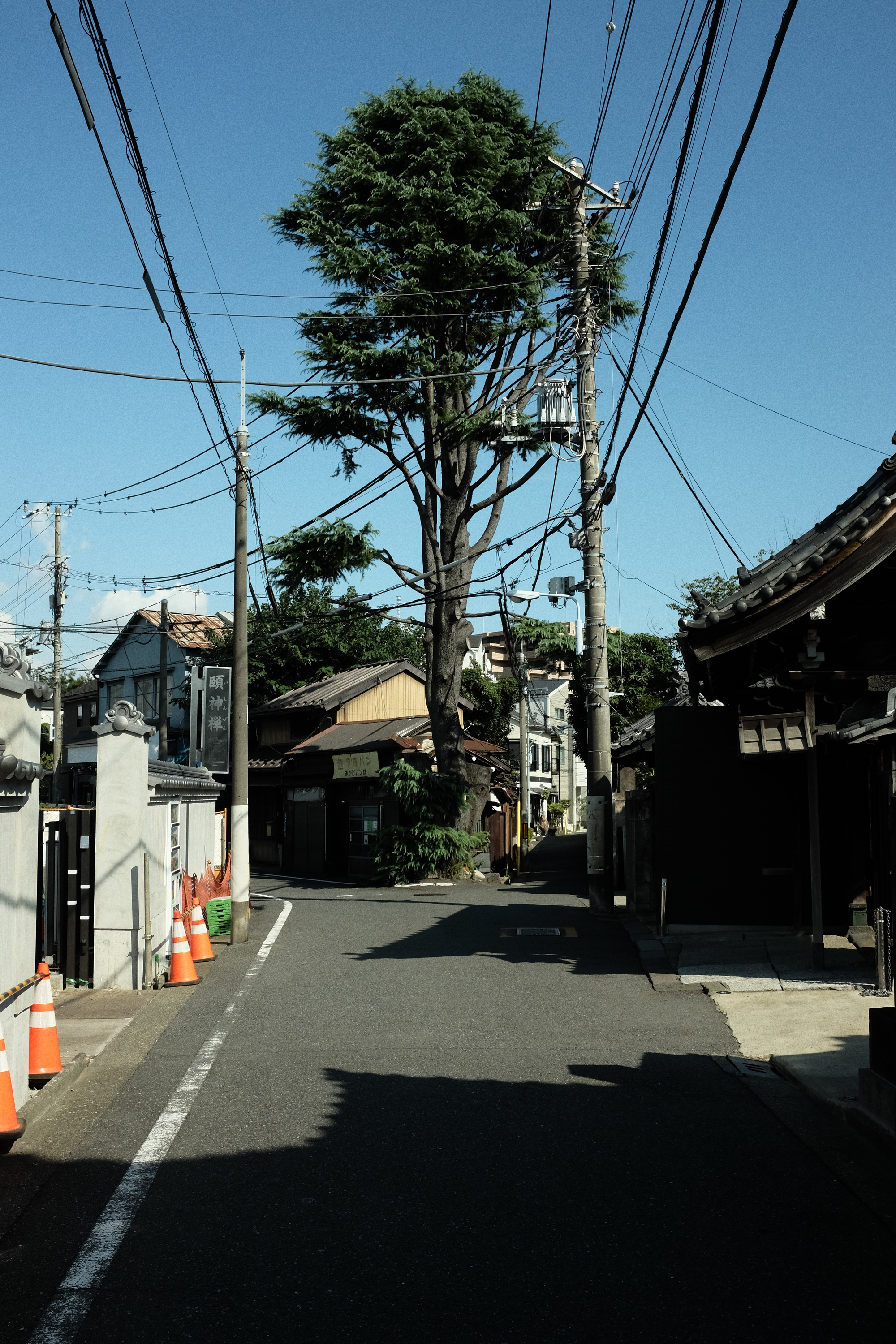 A tree, Japan